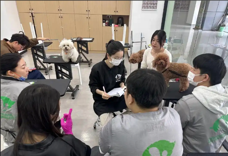 鹤岗市宠物美容学习宠物美容培训学校 - 方案